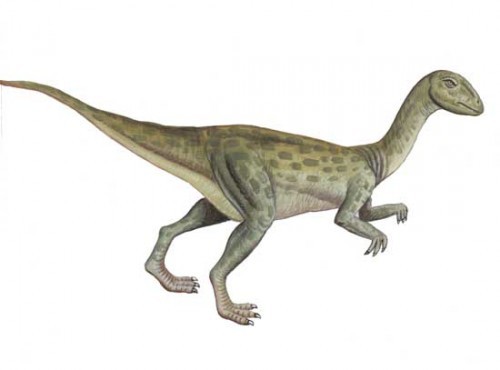 Fulgurotherium pictures