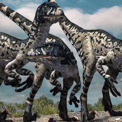 Dromaeosaurus pictures