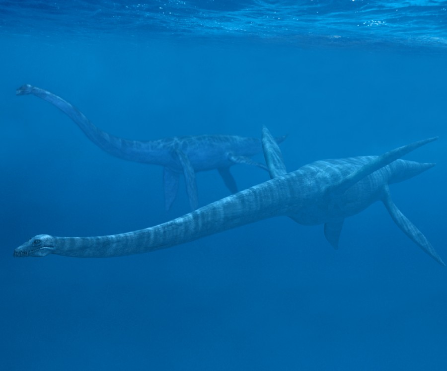 Elasmosaurus pictures