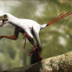 Epidexipteryx pictures