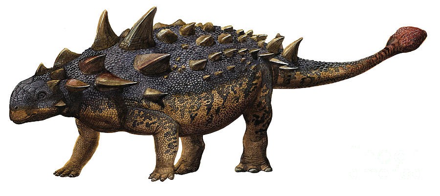 Euoplocephalus pictures