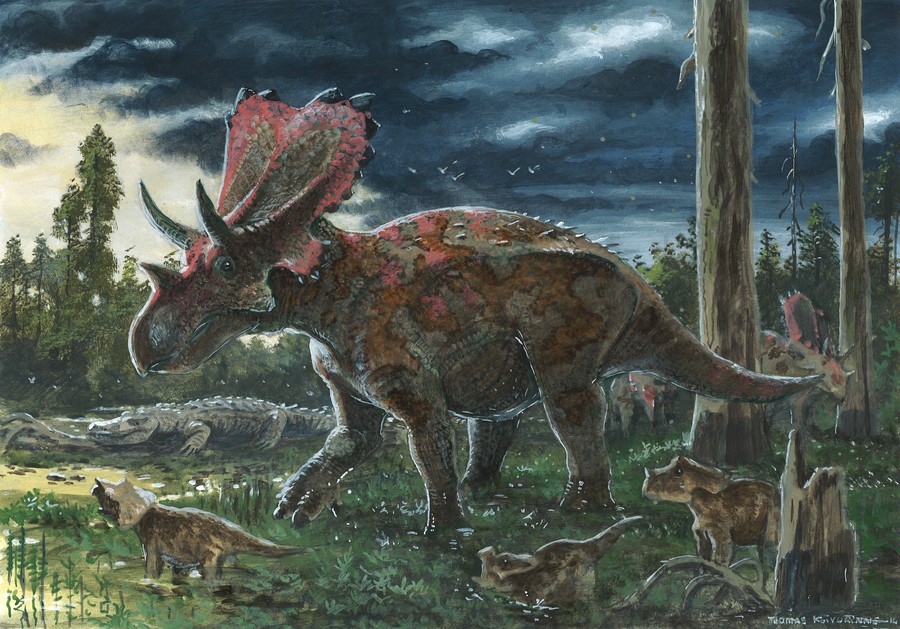 Mercuriceratops pictures