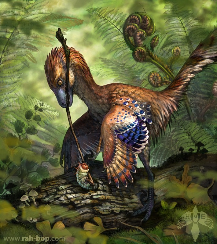 Jinfengopteryx pictures