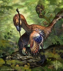 Jinfengopteryx pictures