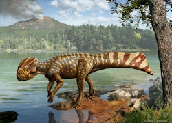 Koreaceratops pictures
