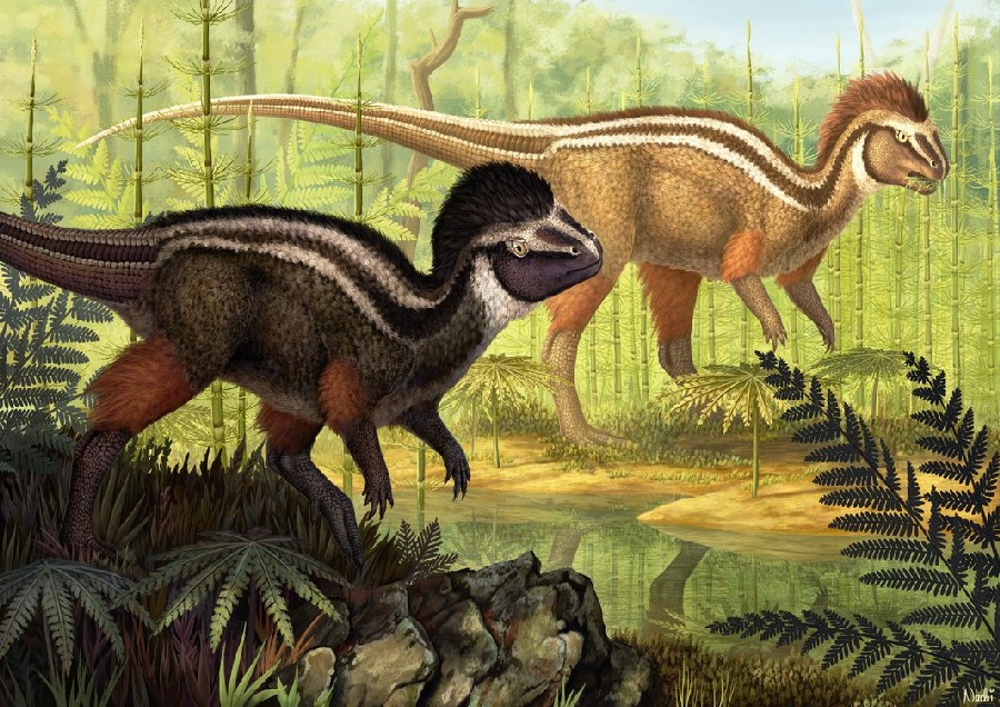 Kulindadromeus pictures