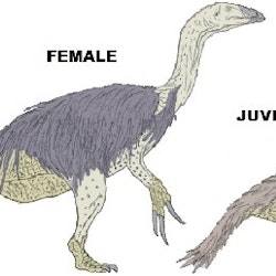 Erlikosaurus pictures