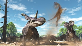 Medusaceratops pictures
