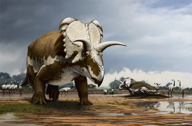 Medusaceratops pictures