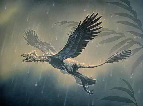 Microraptor pictures