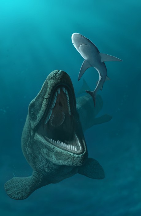 Mosasaurus pictures