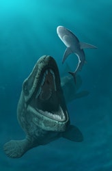 Mosasaurus pictures