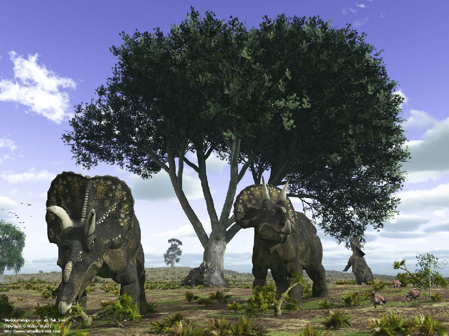 Nedoceratops pictures
