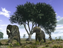 Nedoceratops pictures
