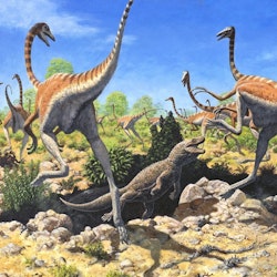 Ornithomimus pictures