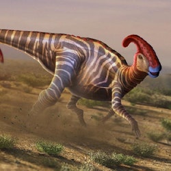 Parasaurolophus pictures