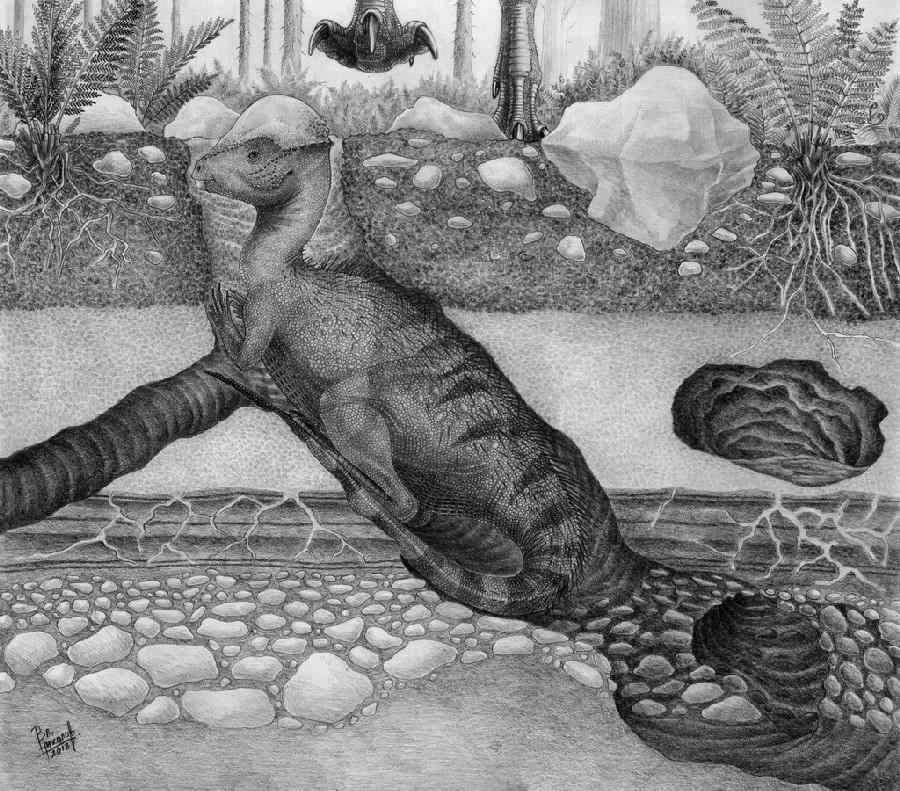 Prenocephale pictures