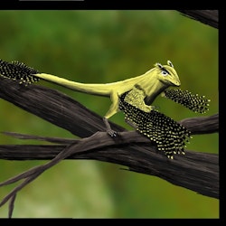 Scansoriopteryx Scansoriopteryx pictures