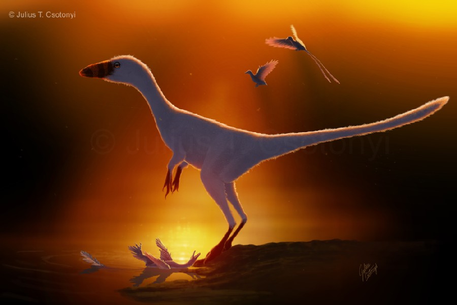 Sinocalliopteryx pictures